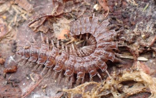 Polydesmus sp.